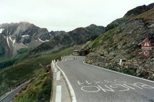 gavia